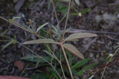 Croton michauxii elliptica
