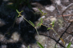 Croton michauxii elliptica