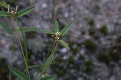 Croton michauxii elliptica