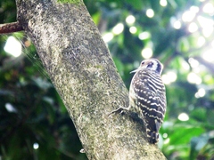 Yungipicus maculatus