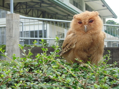 Otus megalotis