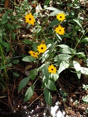 Coreopsis gladiata