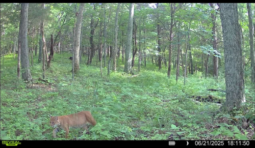 Bobcat photographed in Kentucky