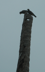 Acridotheres tristis