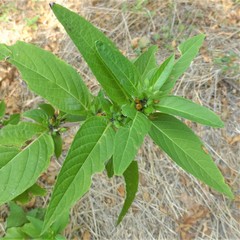 Ruellia strepens