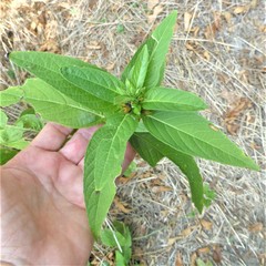 Ruellia strepens