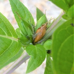 Ruellia strepens