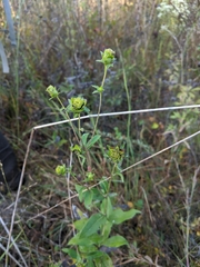 Silphium asteriscus trifoliatum