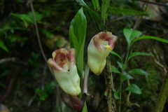 Acanthophippium sylhetense