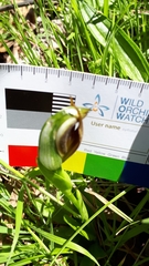 Pterostylis cucullata