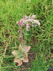 Echeveria gibbiflora