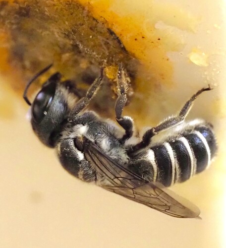 Megachile prosopidis