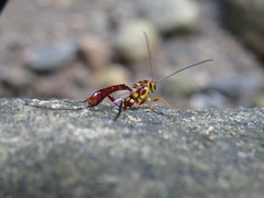 Labeninae