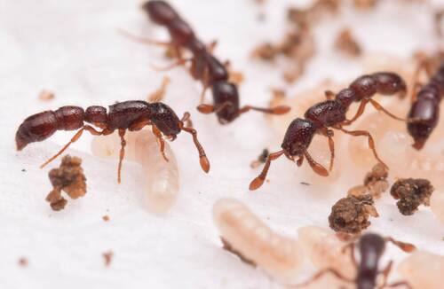 新粗角蚁属Neocerapachys