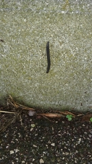 Ommatoiulus sabulosus aimatopodus