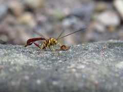 Labeninae