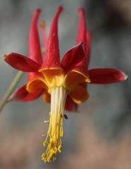 Aquilegia eximia