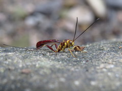 Labeninae
