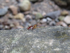 Labeninae