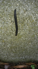 Ommatoiulus sabulosus aimatopodus