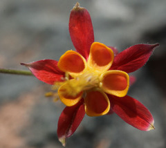 Aquilegia eximia