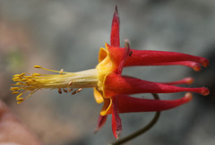 Aquilegia eximia