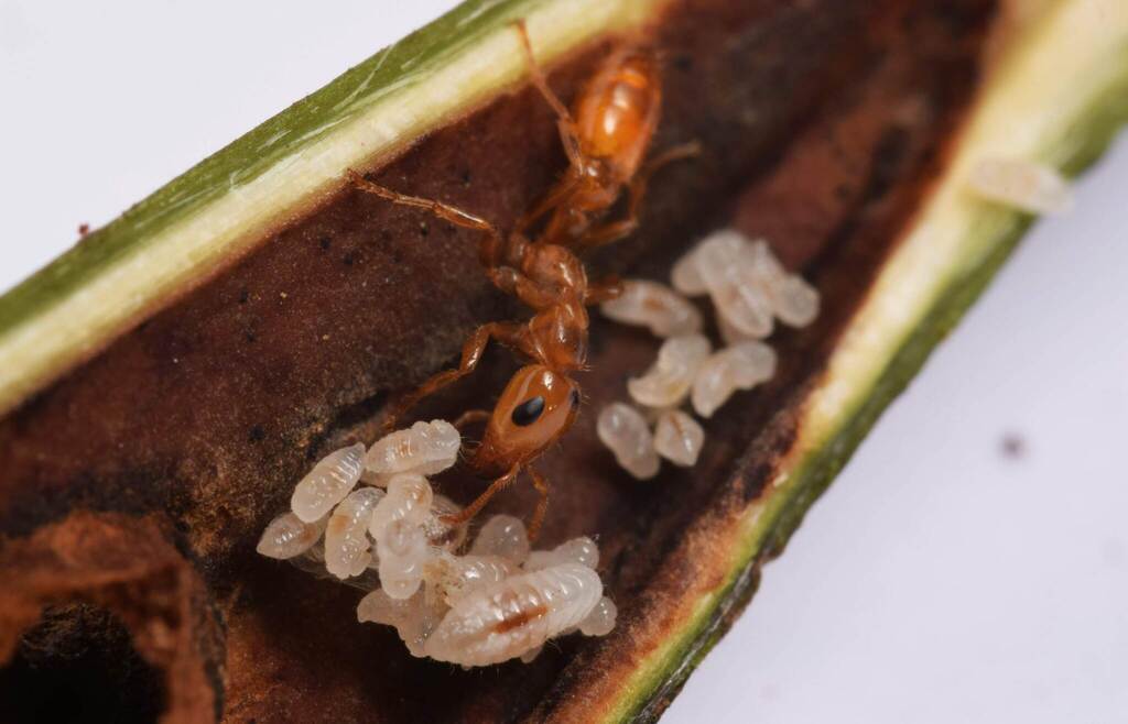 Pseudomyrmex penetrator
