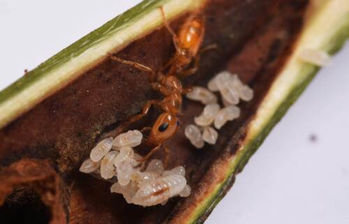 Pseudomyrmex penetrator