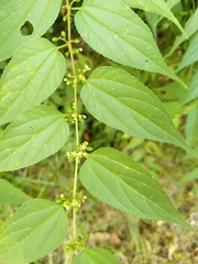 Trema cannabina