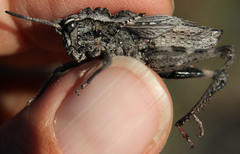 Dracotettix monstrosus