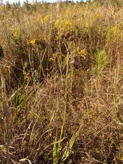Eryngium yuccifolium