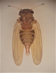 Ctenarytaina fuchsiae