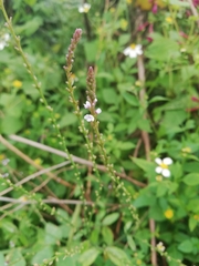 Verbena officinalis