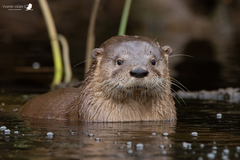 Lontra provocax