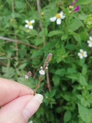 Verbena officinalis