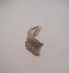 Ctenarytaina fuchsiae