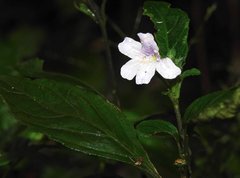 Strobilanthes tetrasperma