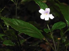 Strobilanthes tetrasperma