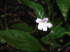 Strobilanthes tetrasperma