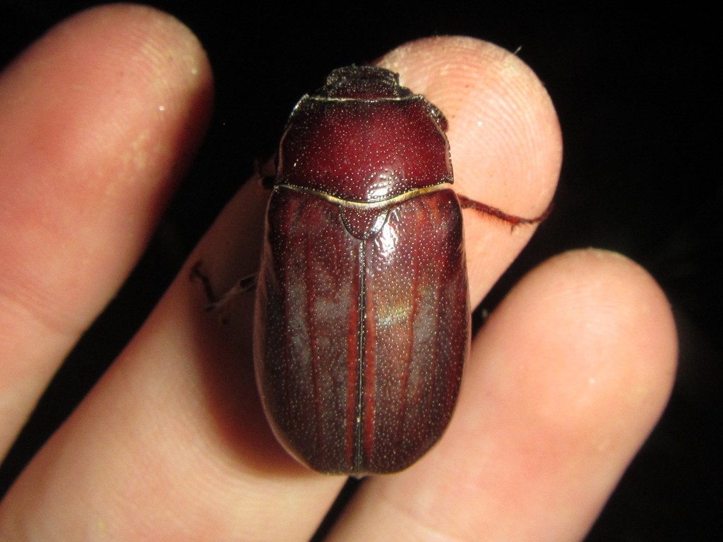 Caudata Whitegrub