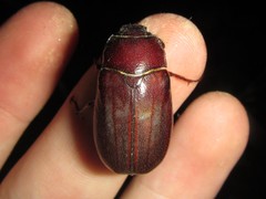 Lepidiota caudata