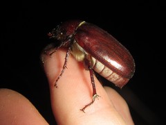 Lepidiota caudata