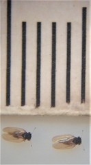 Ctenarytaina fuchsiae