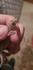 Hemidactylus turcicus