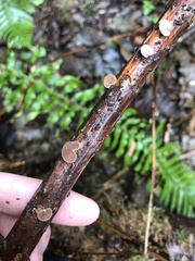 Deconica horizontalis