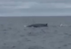 Balaenoptera physalus