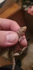 Hemidactylus turcicus