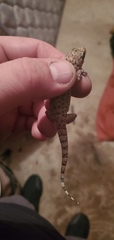 Hemidactylus turcicus