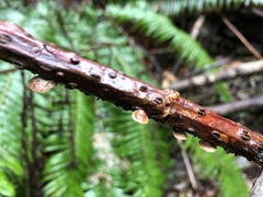 Deconica horizontalis