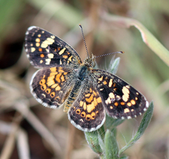 Phyciodes picta